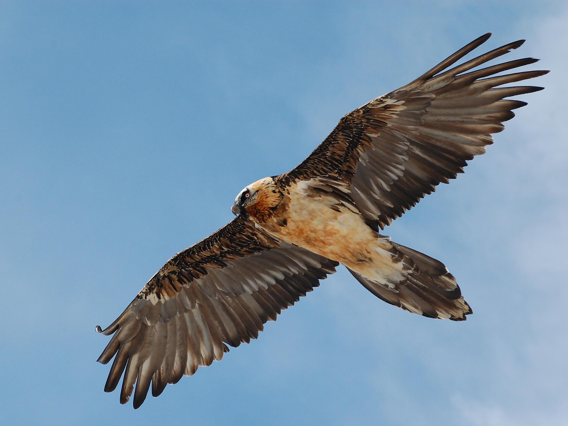 Der Bartgeier lernt fliegen Martell 1 suedtirol.info