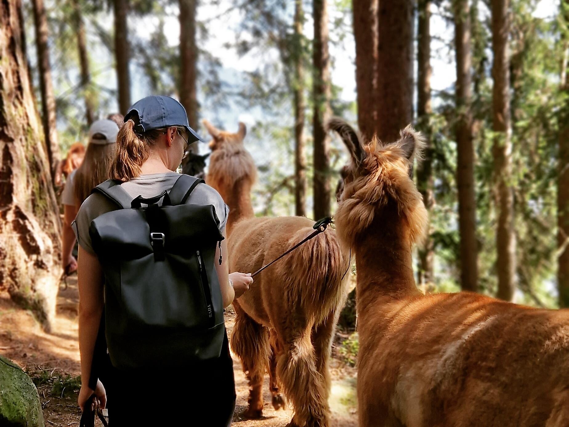 Guided llama hike with culinary delights - Ahrntal/Valle Aurina - #1 - suedtirol.info