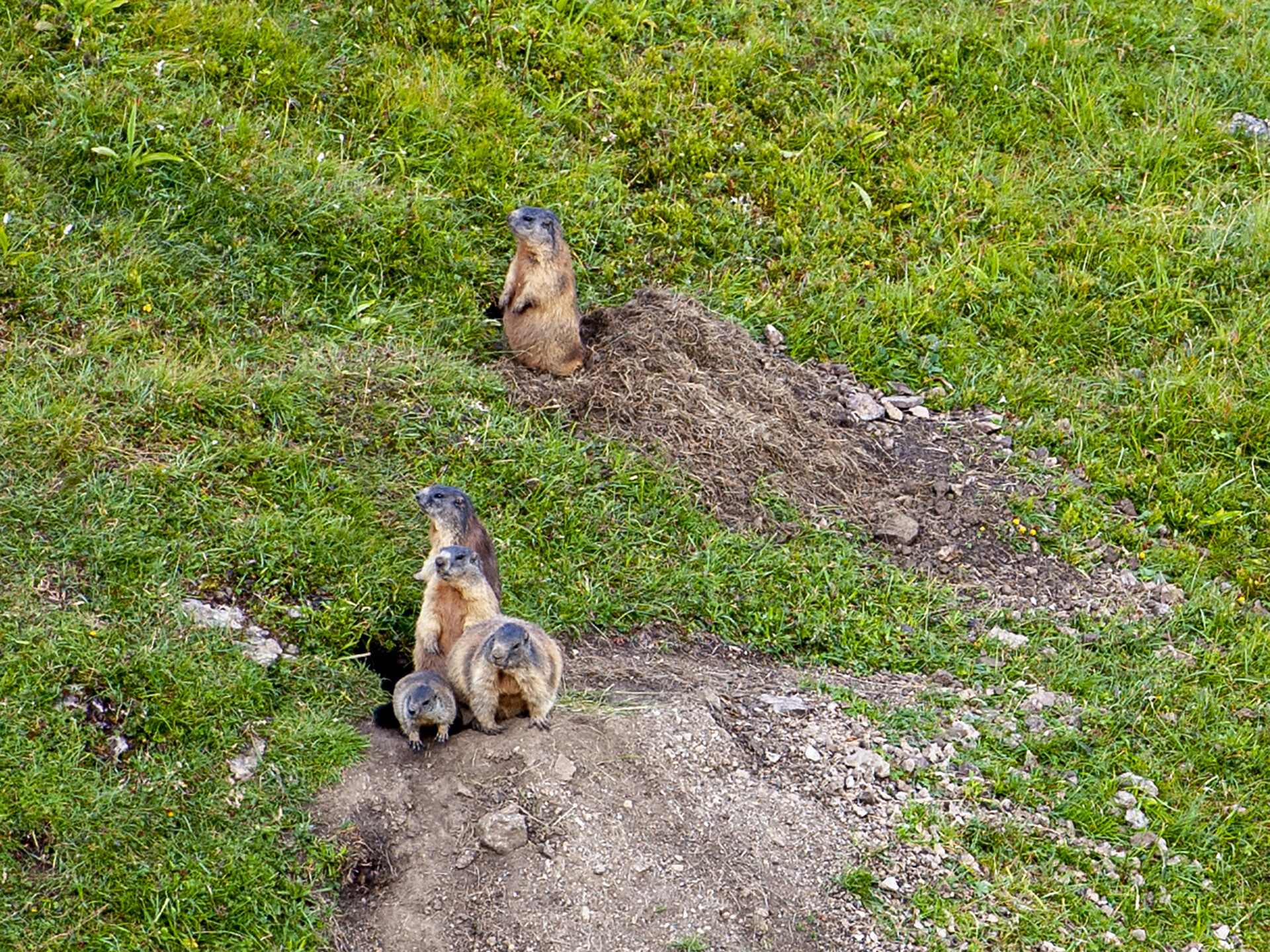 The Marmots’ Awakening Under the Red Dawn of the Sassolungo Group - Dolomites Region Val Gardena - #1 - suedtirol.info
