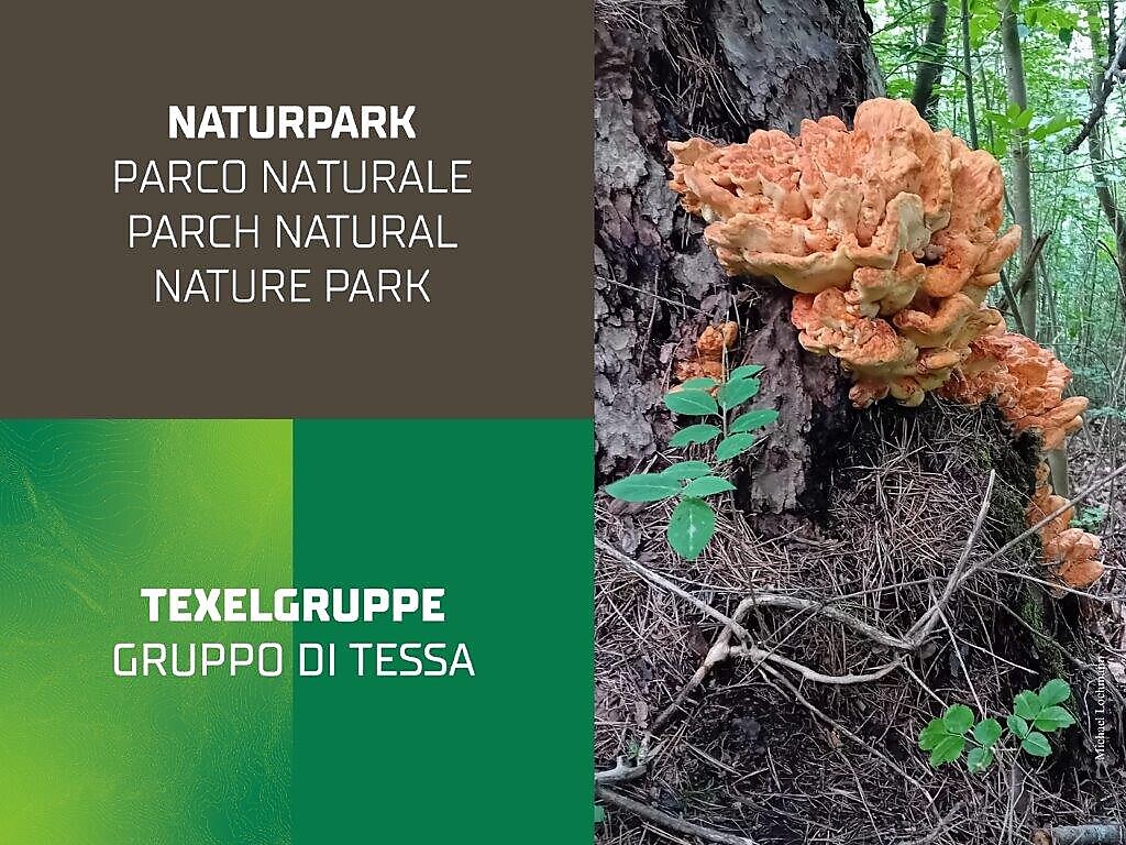 I funghi dei nostri boschi - Mostra speciale - Merano e dintorni - #1 - suedtirol.info