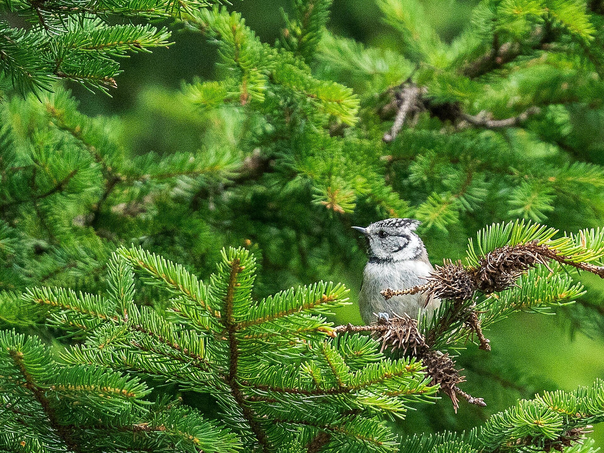 Der Klang des Frühlings (Psairer Langis) - Meran und Umgebung - #2 - suedtirol.info