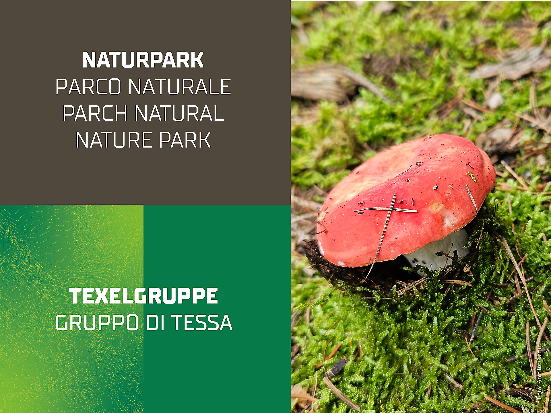 I funghi dei nostri boschi - escursione - Merano e dintorni - #1 - suedtirol.info