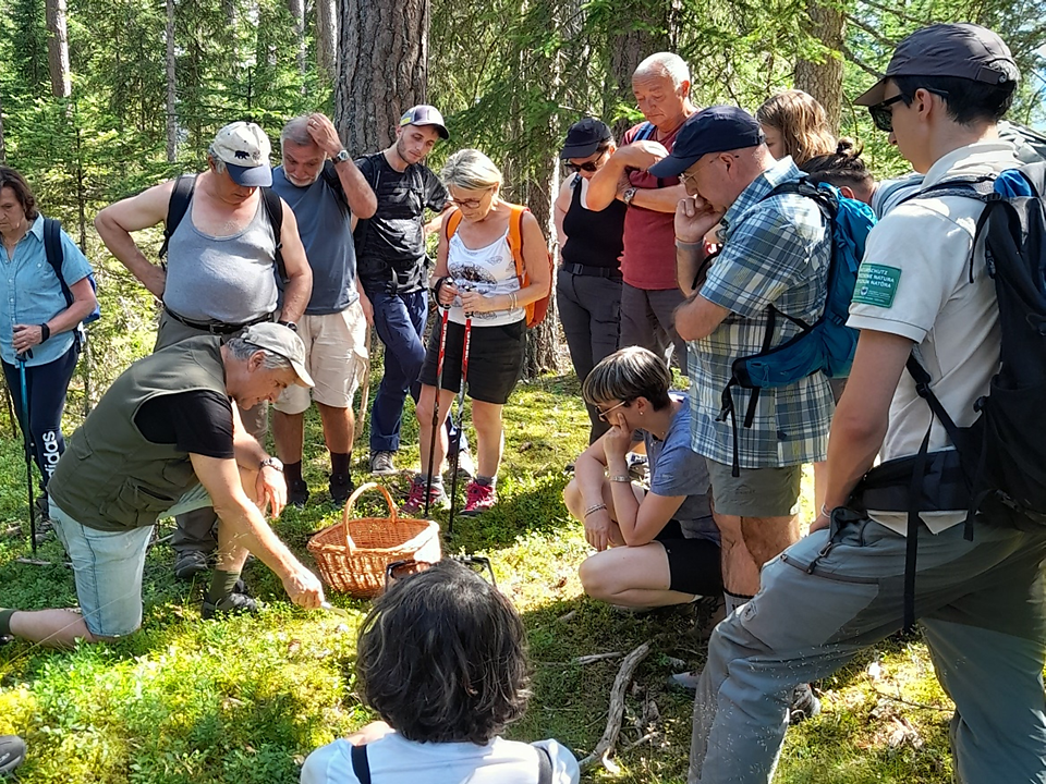Die Pilze unserer Wälder | Mykologische Exkursion - Dolomitenregion Kronplatz - #2 - suedtirol.info