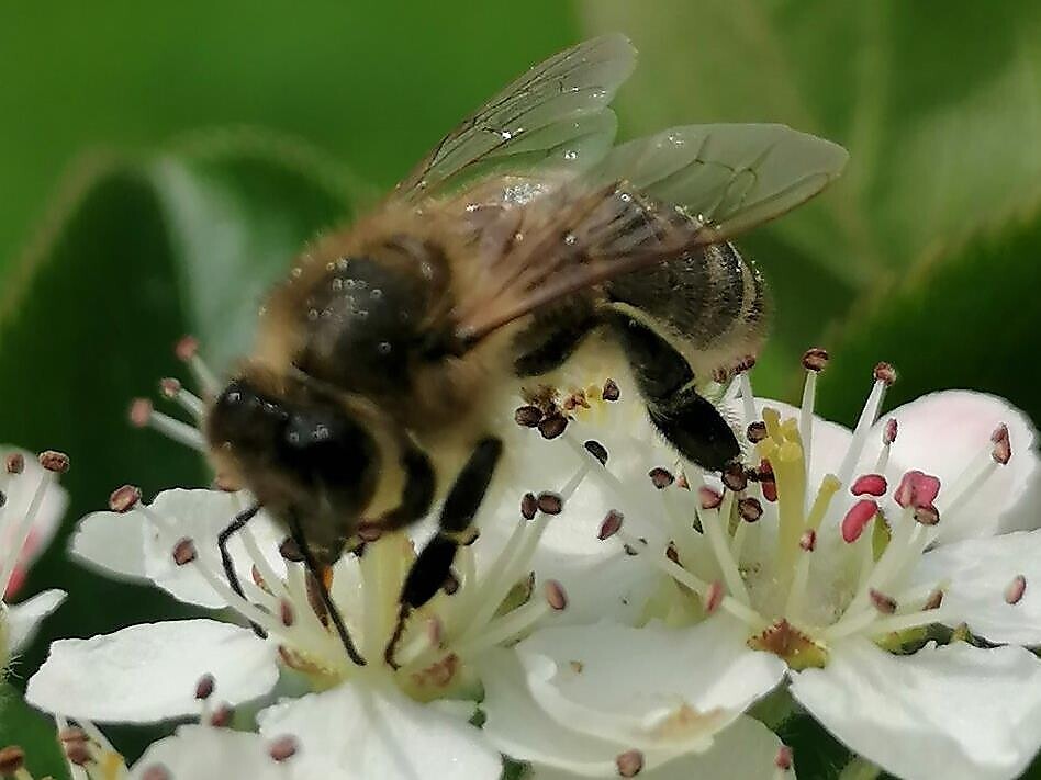 Die Welt der Bienen - Bienenführung - Dolomitenregion 3 Zinnen - #1 - suedtirol.info