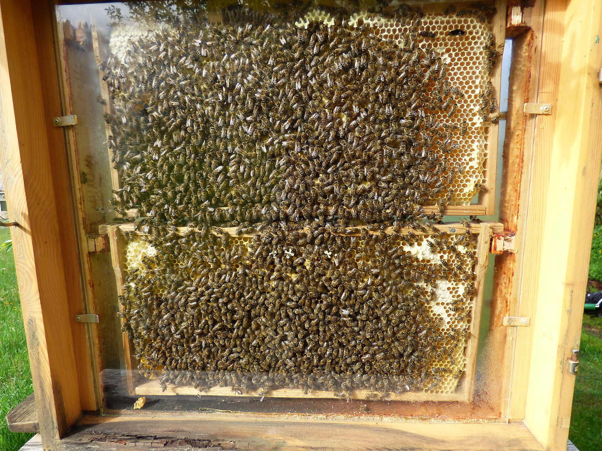 Die Welt der Bienen - Bienenführung - Dolomitenregion 3 Zinnen - #2 - suedtirol.info