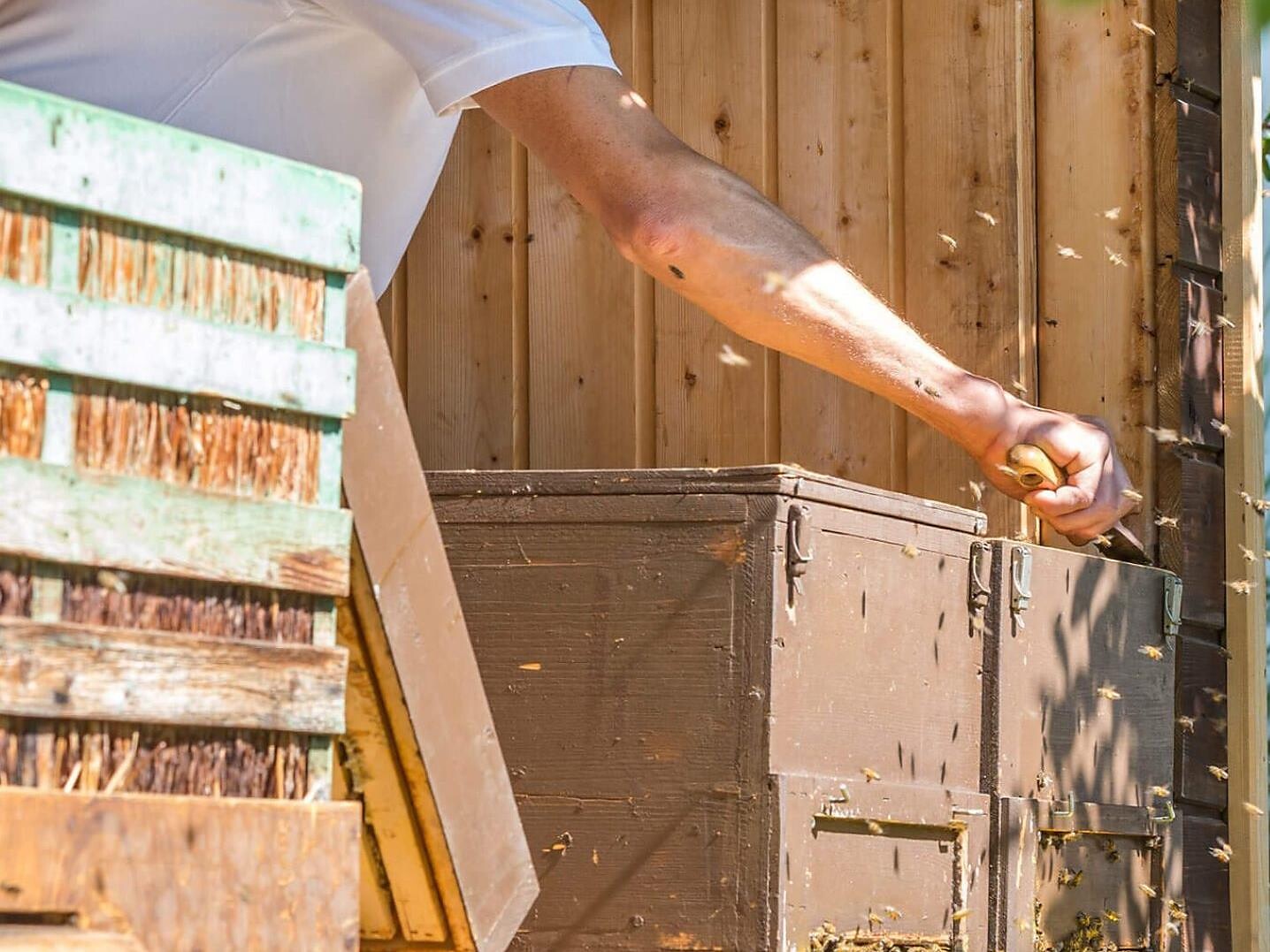 A glimpse into the world of bees - Brixen/Bressanone and environs - #2 - suedtirol.info