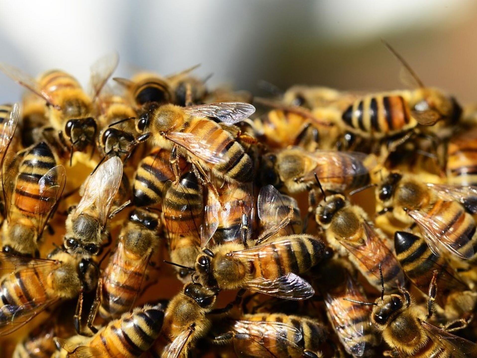A glimpse into the world of bees - Brixen/Bressanone and environs - #3 - suedtirol.info