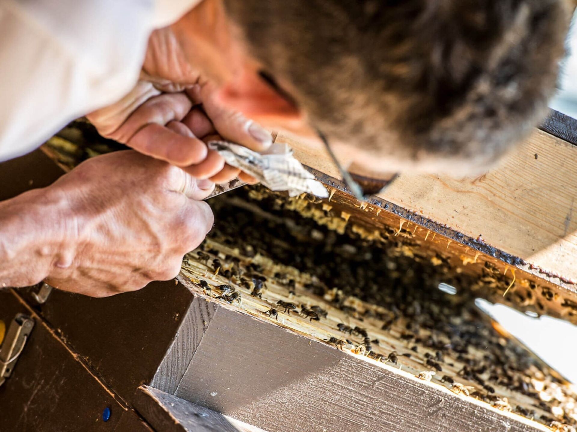 A glimpse into the world of bees - Brixen/Bressanone and environs - #1 - suedtirol.info