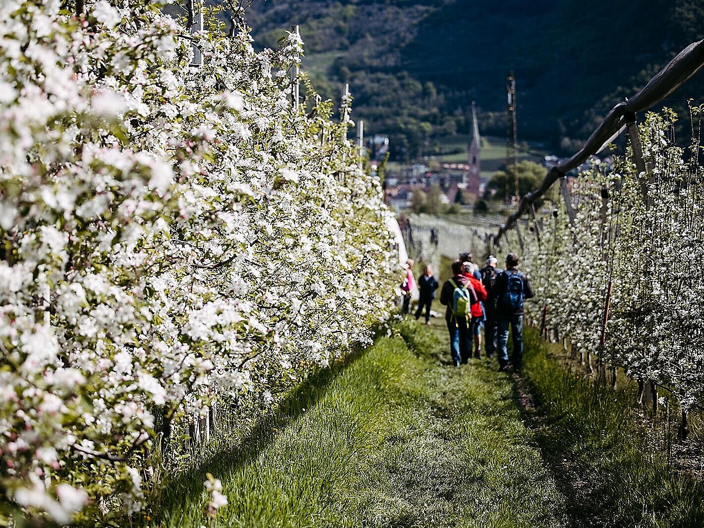 Erlebnis Apfelbüte - Südtiroler Weinstraße - #1 - suedtirol.info