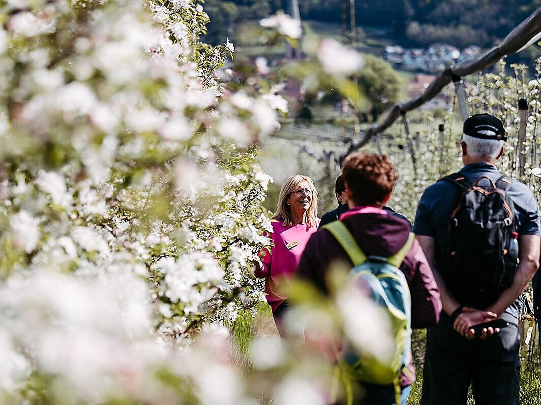 Erlebnis Apfelbüte - Südtiroler Weinstraße - #2 - suedtirol.info