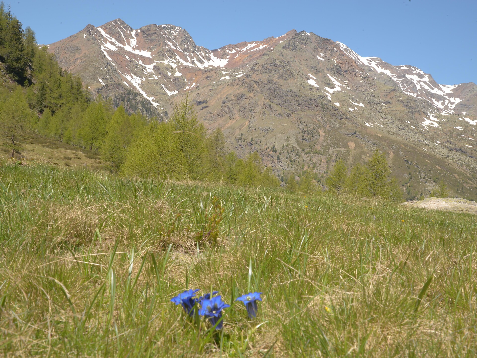 Gentian and alpine herbs - Meran/Merano and environs - #3 - suedtirol.info