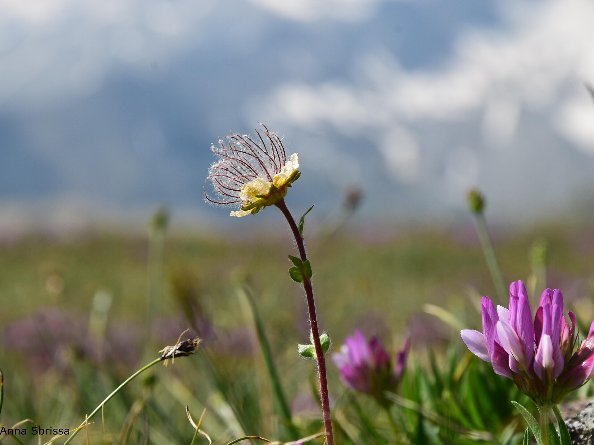 Gentian and alpine herbs - Meran/Merano and environs - #2 - suedtirol.info