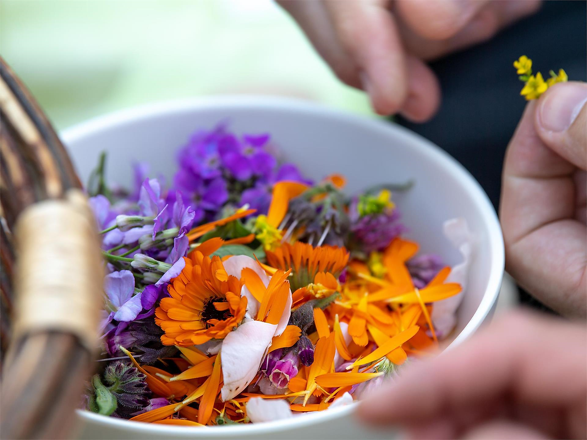 Un'erba aromatica per ogni occasione - Strada del Vino - #2 - suedtirol.info