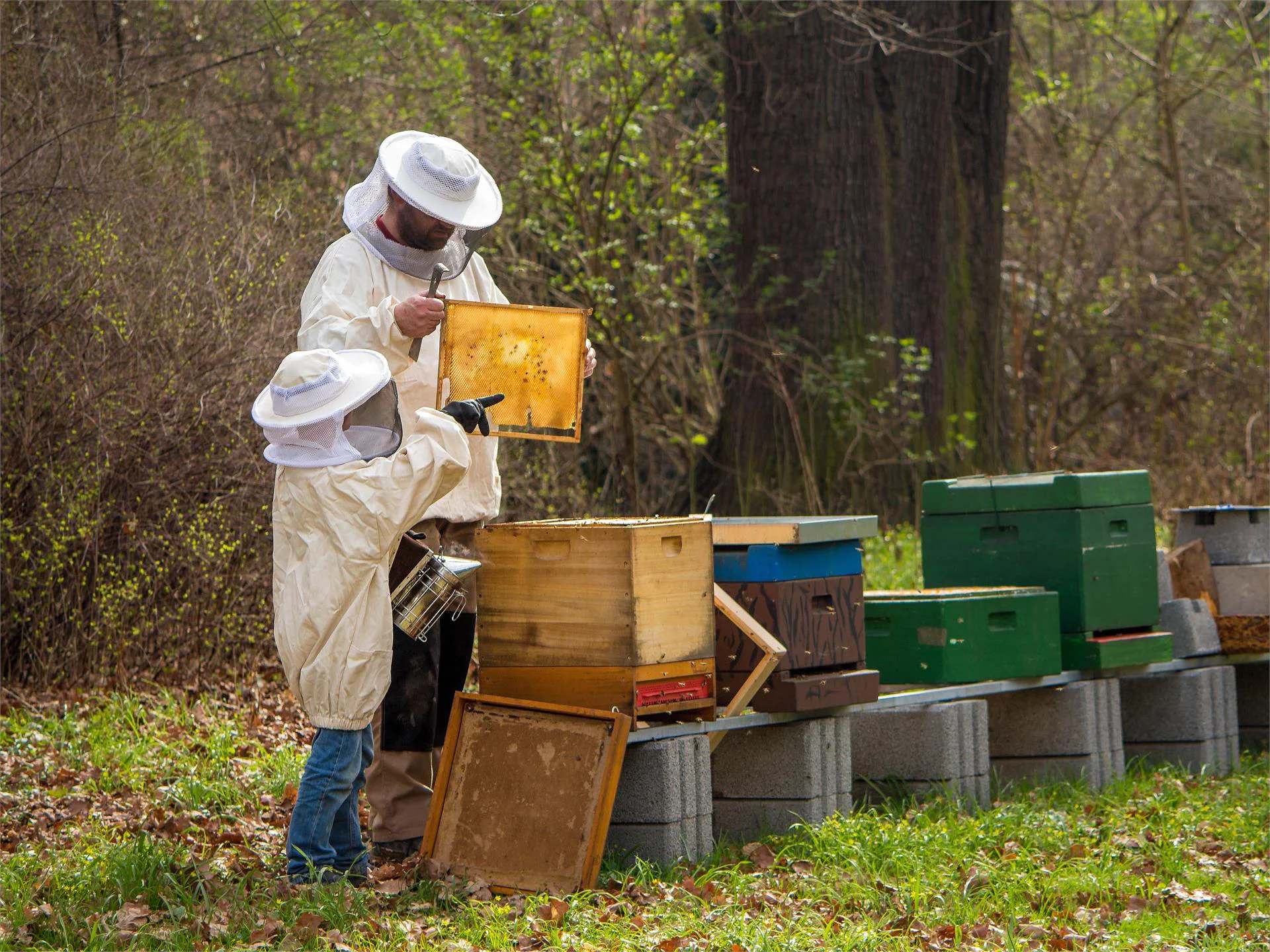 Entdecke mit uns die Welt der Bienen Rasen-Antholz 1 suedtirol.info