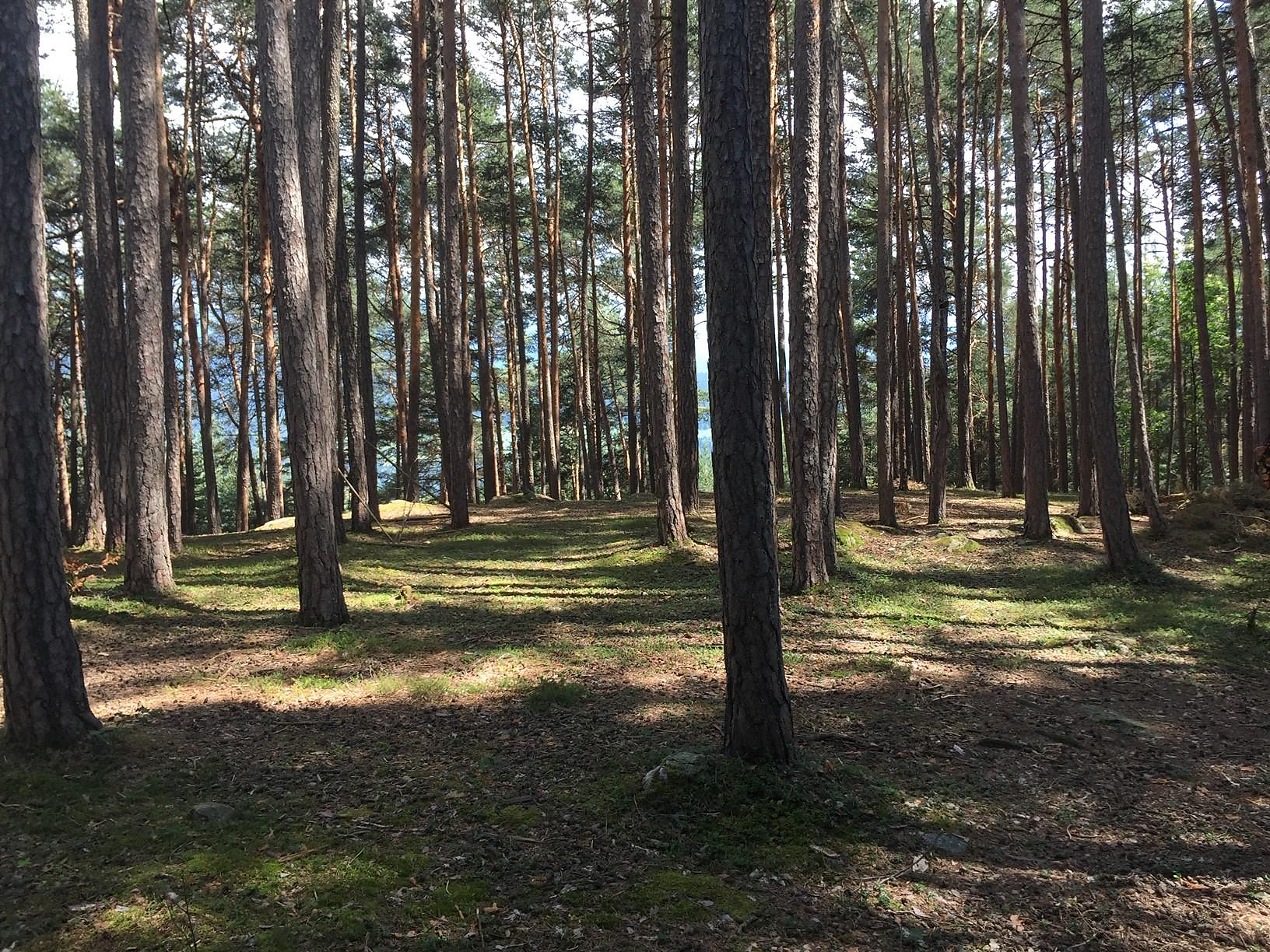 Erleben, Entspannen mit Prana Vinyasa Yoga im Wald Barbian 3 suedtirol.info