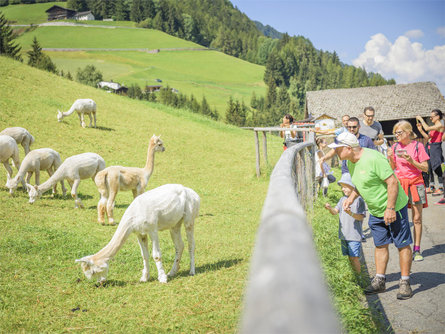 Experience alpacas: leisurely hike to the alpaca farm S.Crestina Gherdëina/Santa Cristina Val Gardana 1 suedtirol.info