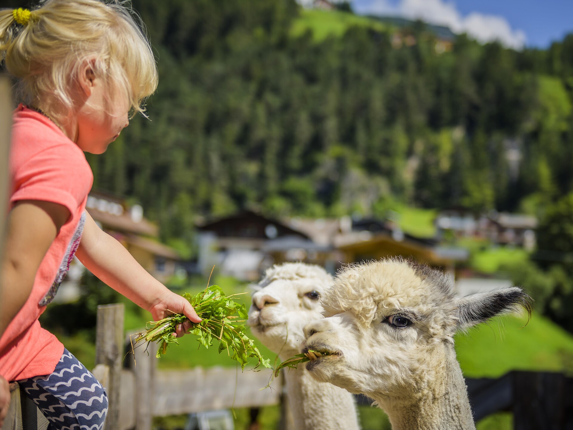 Experience Alpacas: Leisurely Hike to the Alpaca Farm S.Crestina Gherdëina/Santa Cristina Val Gardana 2 suedtirol.info