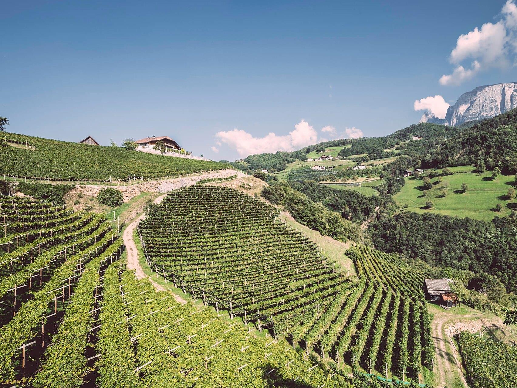 Ebner Wine Experience Ritten 2 suedtirol.info