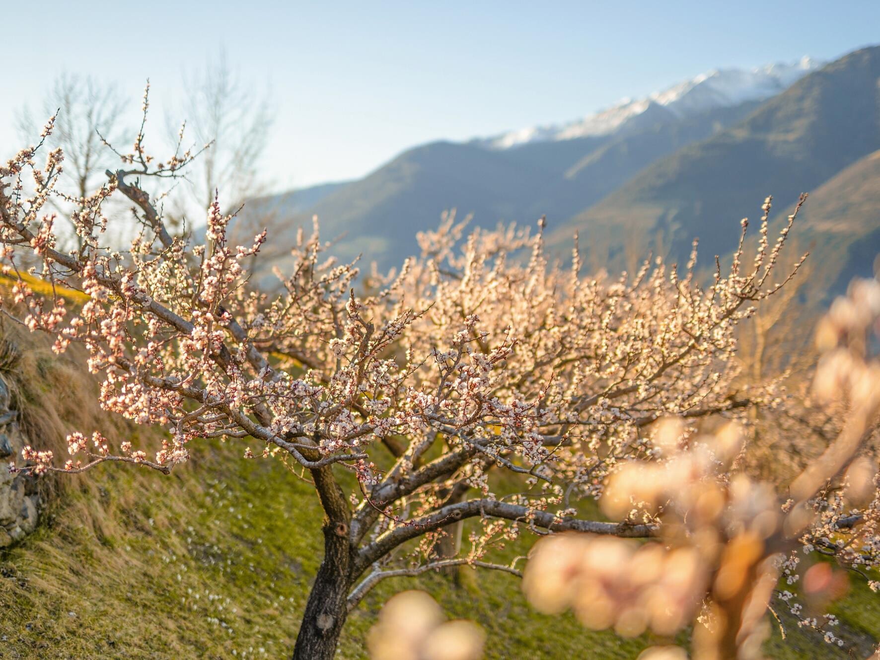 Visiting the Kandlwaalhof Farmstead in Flowering Season Laas/Lasa 1 suedtirol.info