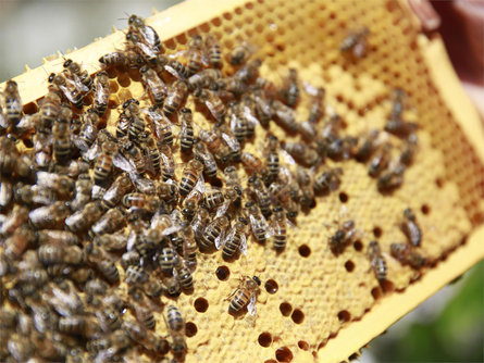 Emsige Bienen und fleißige Imker Partschins 1 suedtirol.info