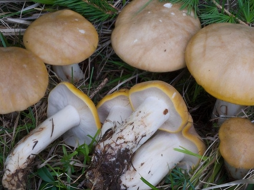 Museo di Scienze Naturali dell’Alto Adige – Escursione: Il risveglio dei funghi - Bolzano e dintorni - #1 - suedtirol.info