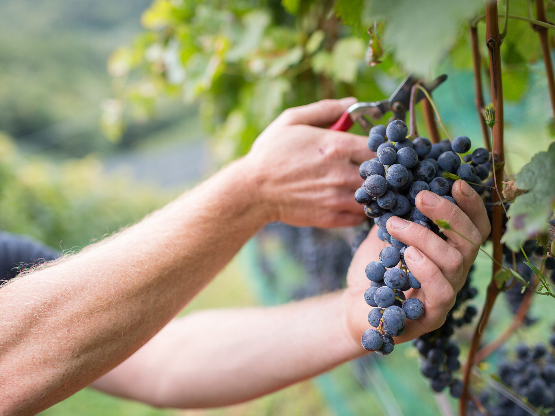 Ein Sommerabend im Weingut Hillepranter - Meran und Umgebung - #2 - suedtirol.info