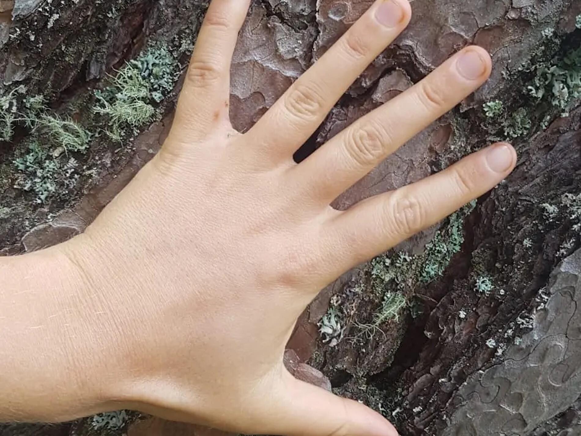 Full immersion with the 5 senses in the forest - Dolomites Region Kronplatz/Plan de Corones - #1 - suedtirol.info