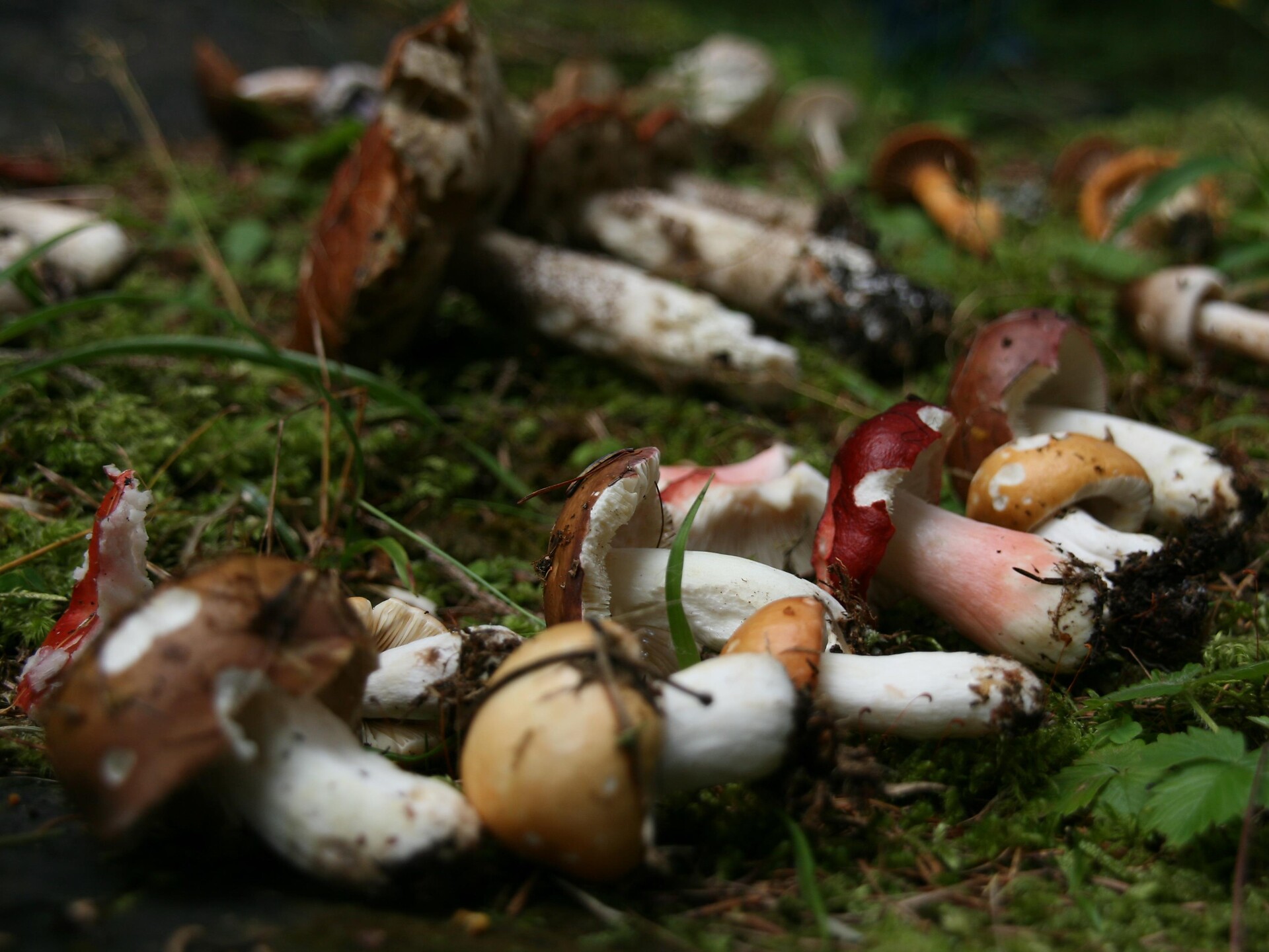 Explore the mushrooms world - half day stroll Rasen-Antholz/Rasun Anterselva 1 suedtirol.info