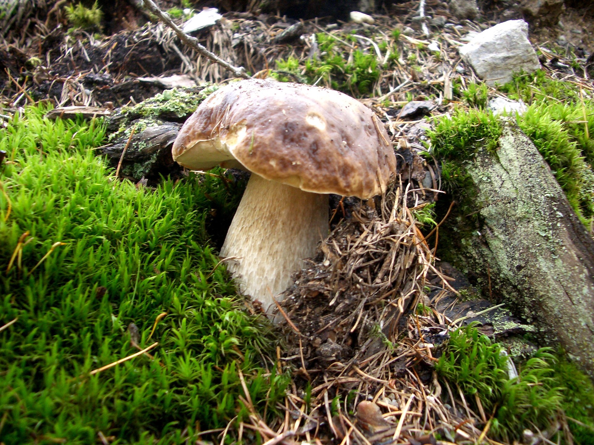 Explore the mushrooms world - half day stroll Rasen-Antholz/Rasun Anterselva 3 suedtirol.info