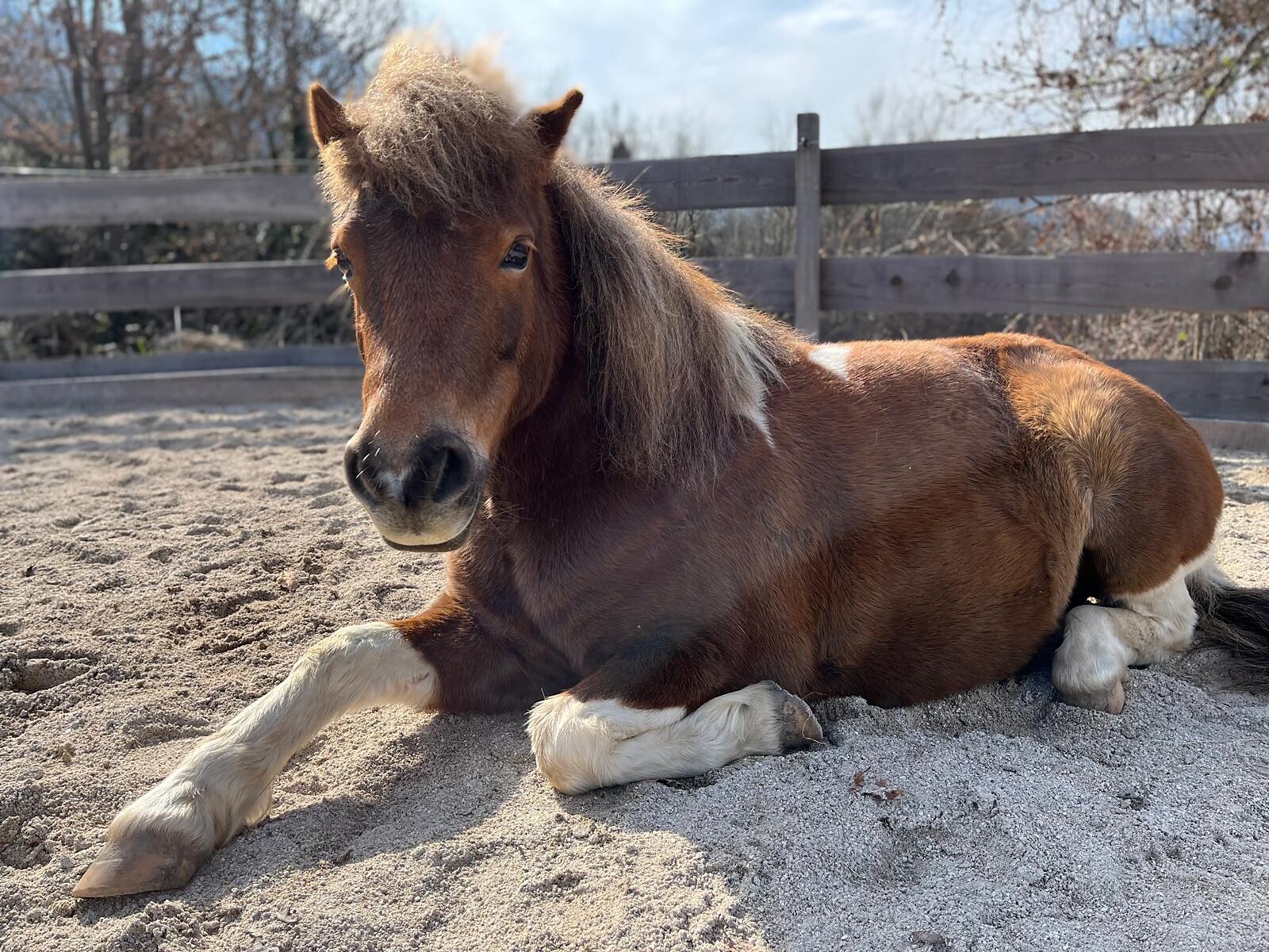 Un universo in fattoria: Incontro con gli animali al maso - Regione dolomitica Alpe di Siusi - #2 - suedtirol.info