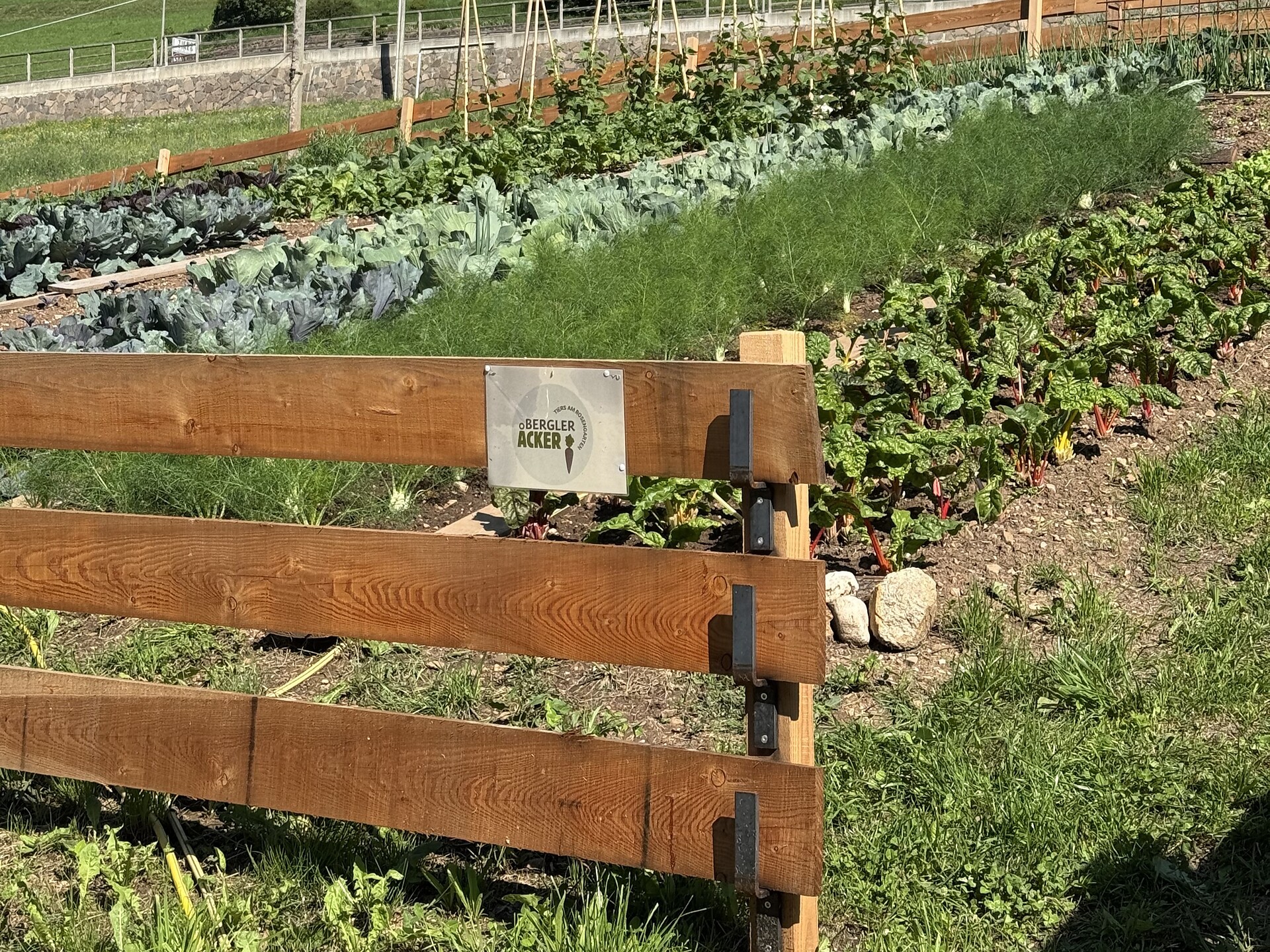 Easy Farming – Dal prato all'orto - Regione dolomitica Alpe di Siusi - #2 - suedtirol.info