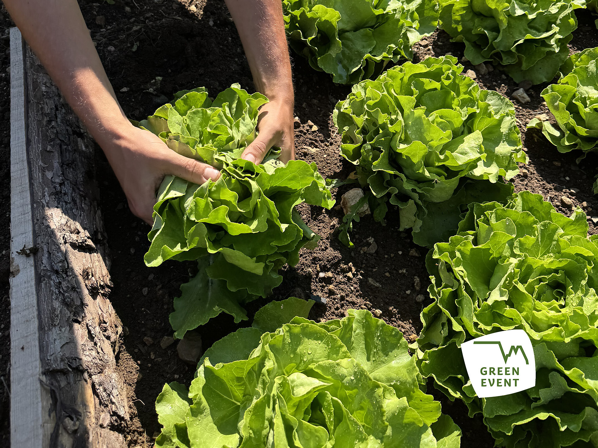 Easy Farming – Dal prato all'orto - Regione dolomitica Alpe di Siusi - #1 - suedtirol.info