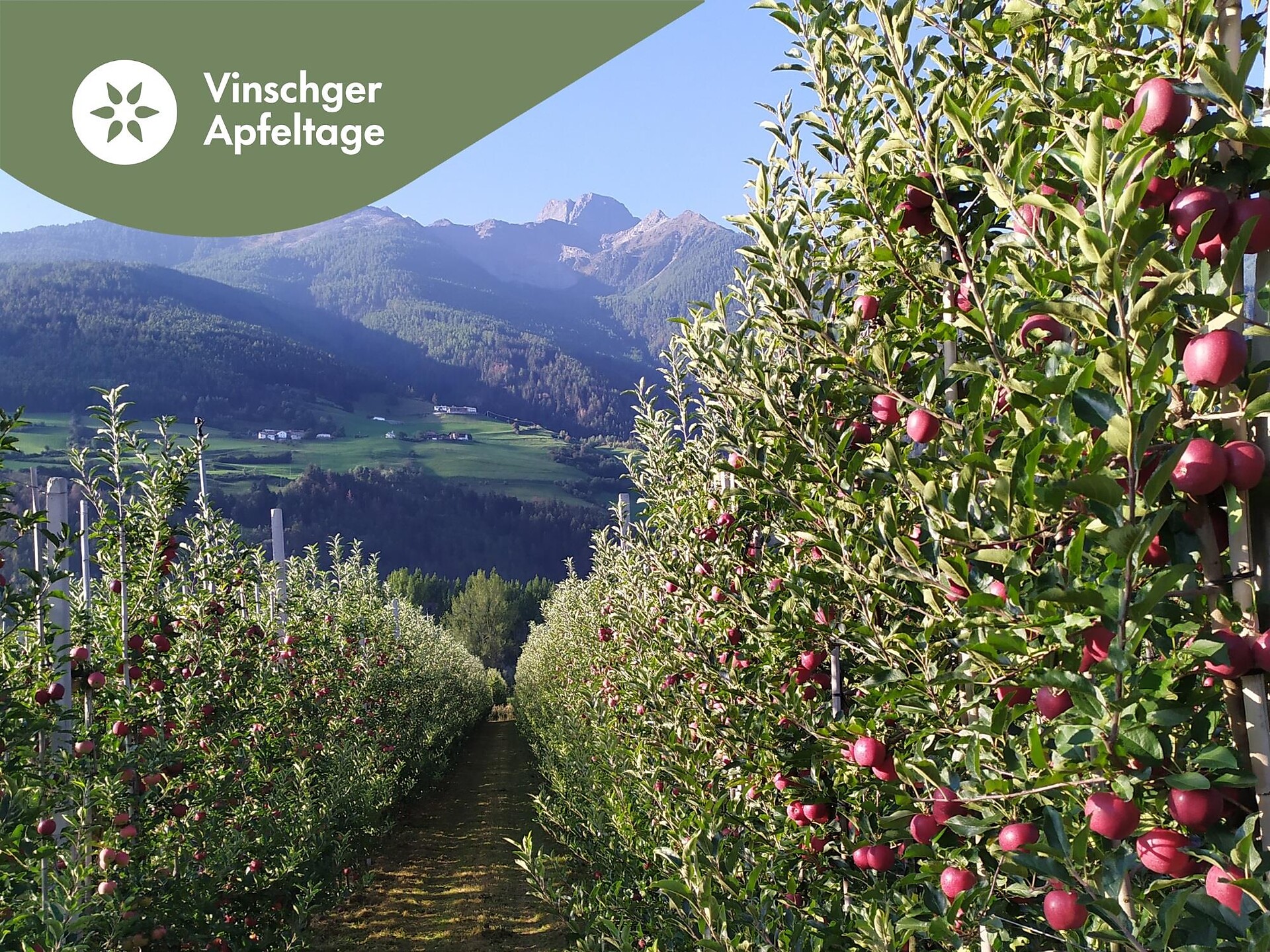 Vinschger Apfeltage: A walk through the apple orchards - Vinschgau/Val Venosta - #1 - suedtirol.info