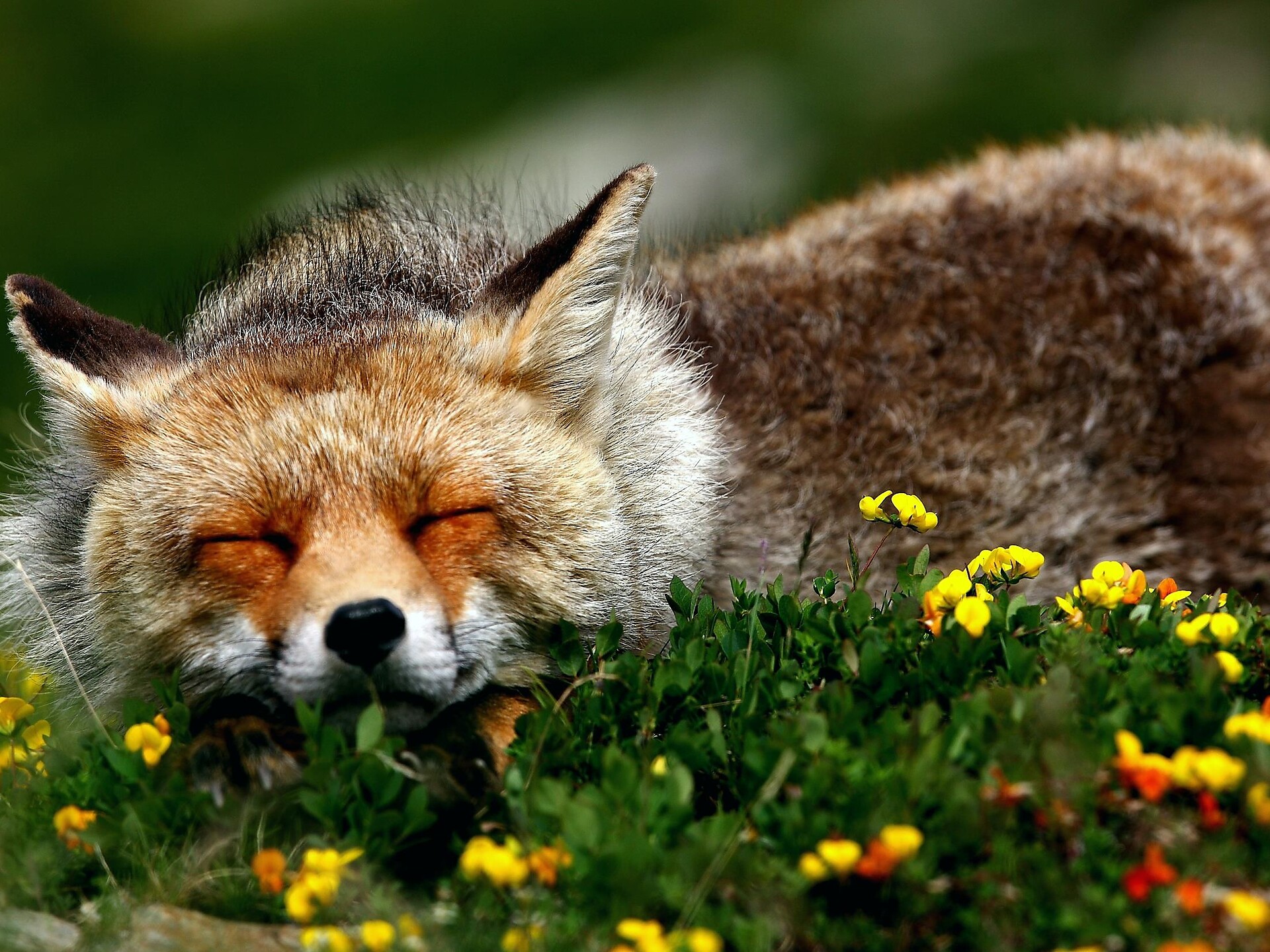 Erlebnis Wildtiere im Nationalpark Stilfserjoch - Vinschgau - #1 - suedtirol.info