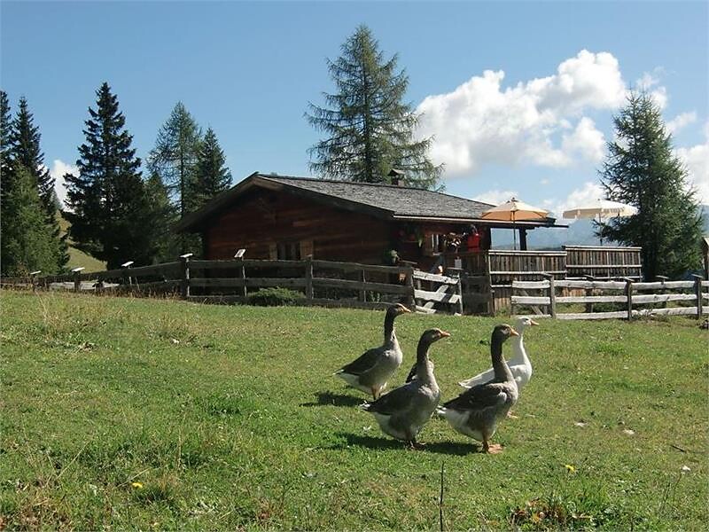 Entdecke den Alltag auf der Almhütte Munt Planfistí - Dolomitenregion Alta Badia - #3 - suedtirol.info