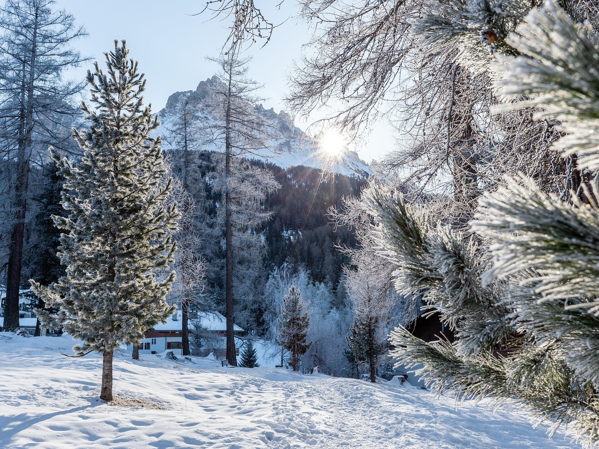 Energie des Waldes - spür die Kraft der Natur - Dolomitenregion Eggental - #1 - suedtirol.info
