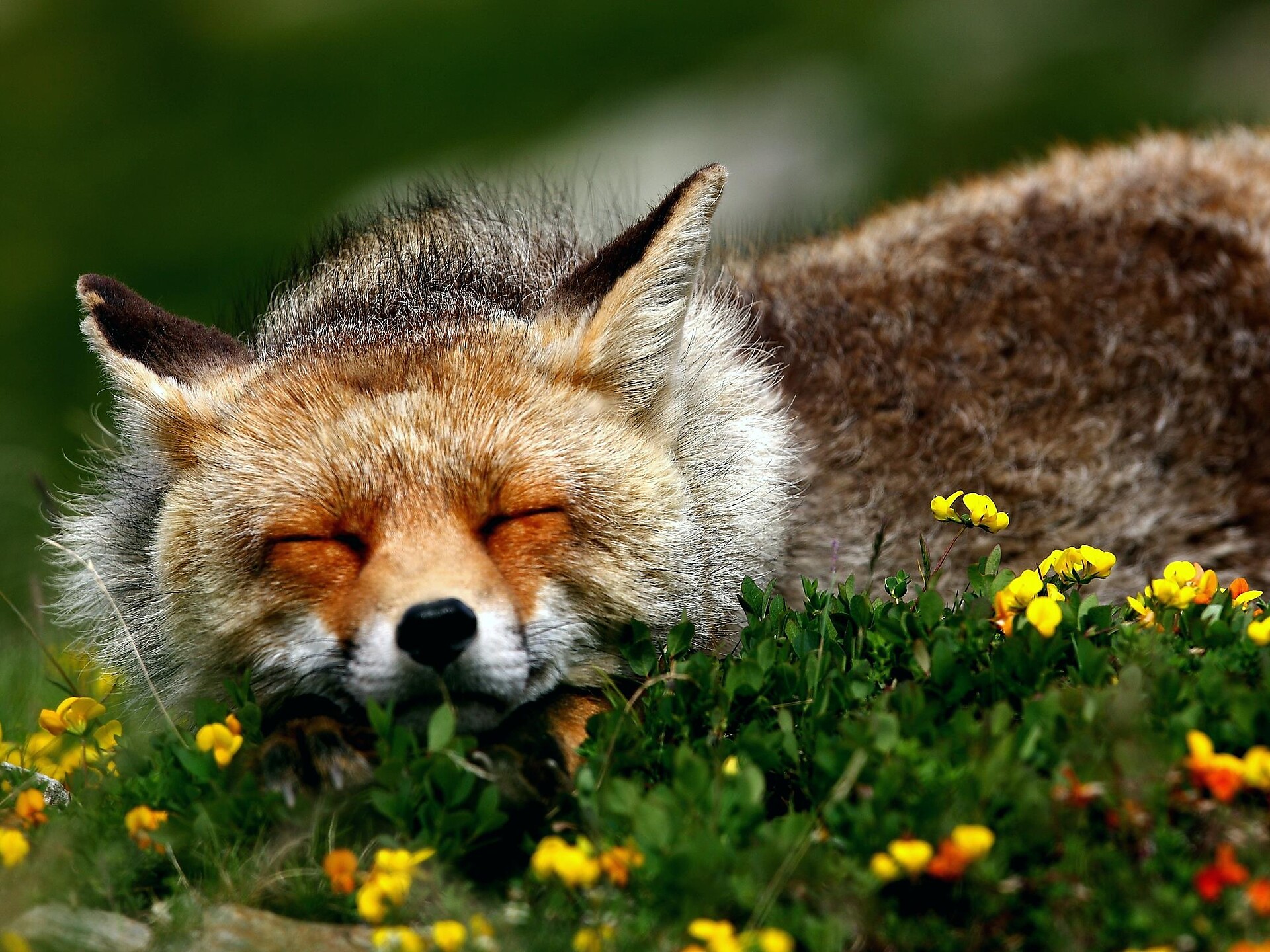 Erlebnis Wildtiere im Nationalpark Stilfserjoch Martell 1 suedtirol.info
