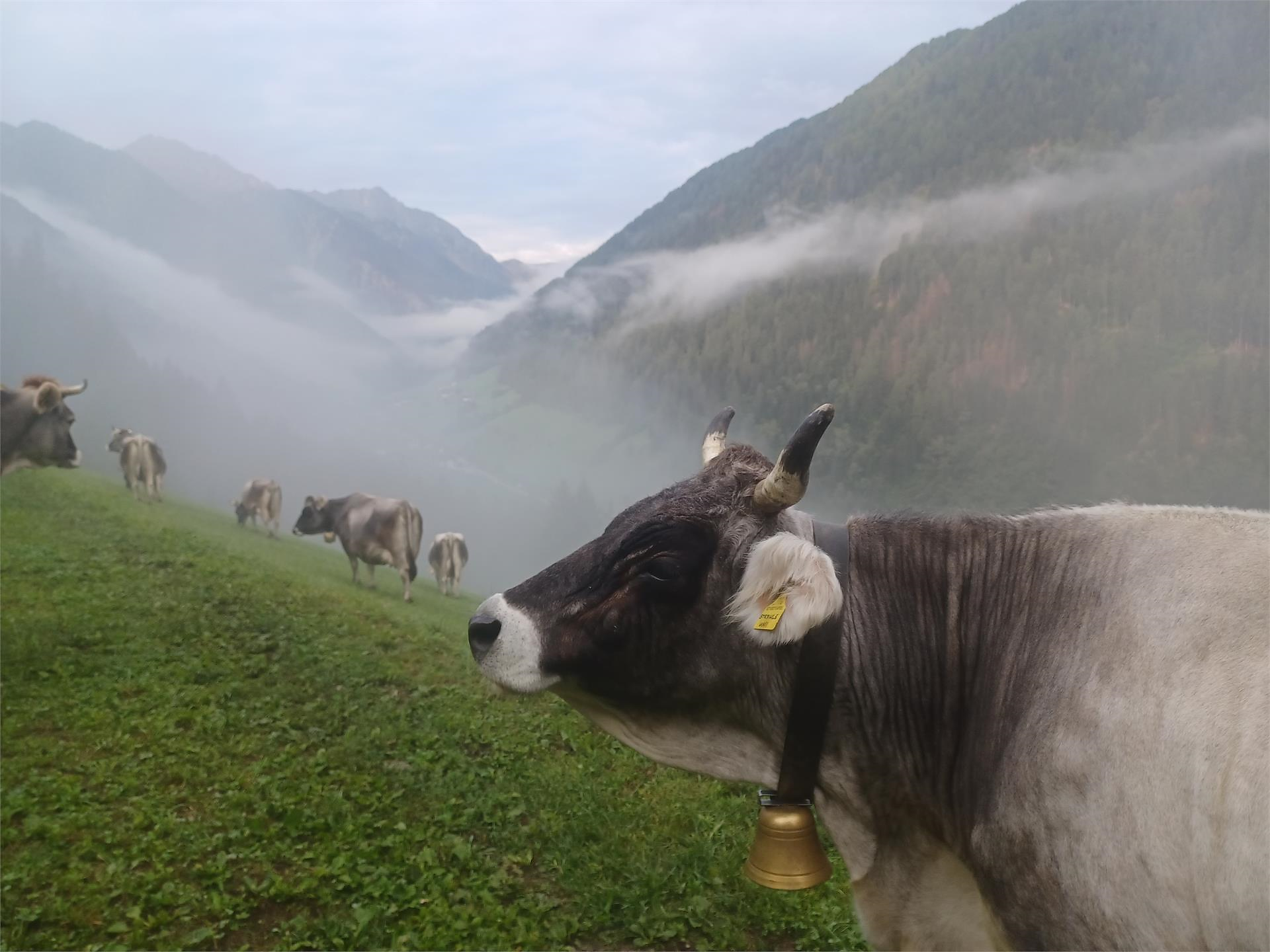 Guida italiana: Esperienza per tutta la famiglia sul maso contadino bio Gogerer Ratschings 1 suedtirol.info