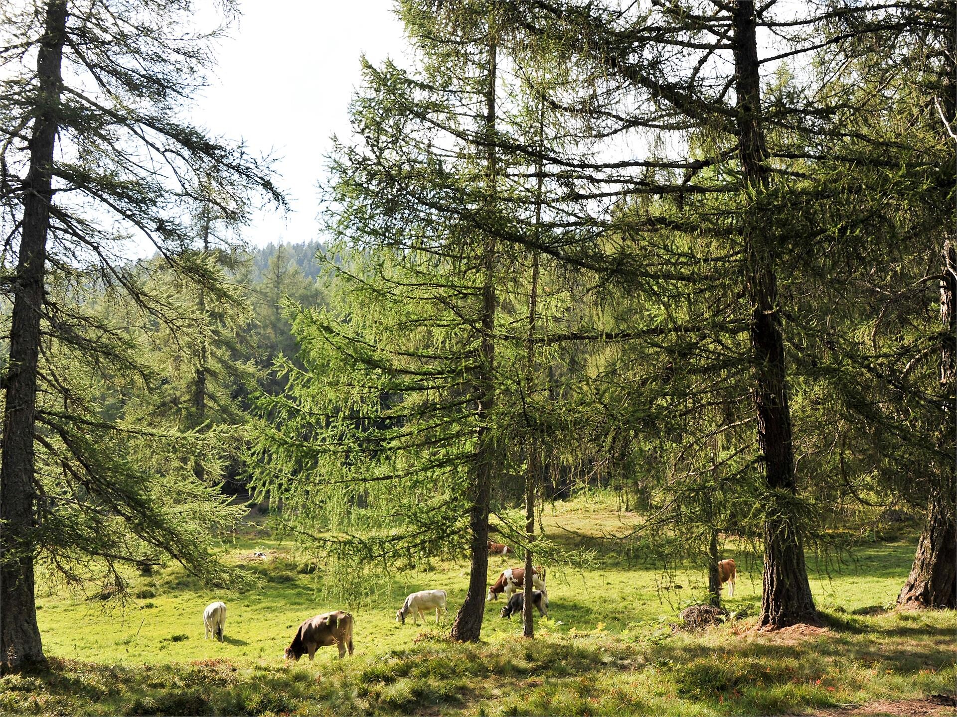 Scopri un tempo sommerso e quello visibile durante un'escursione guidata Anterivo 3 suedtirol.info