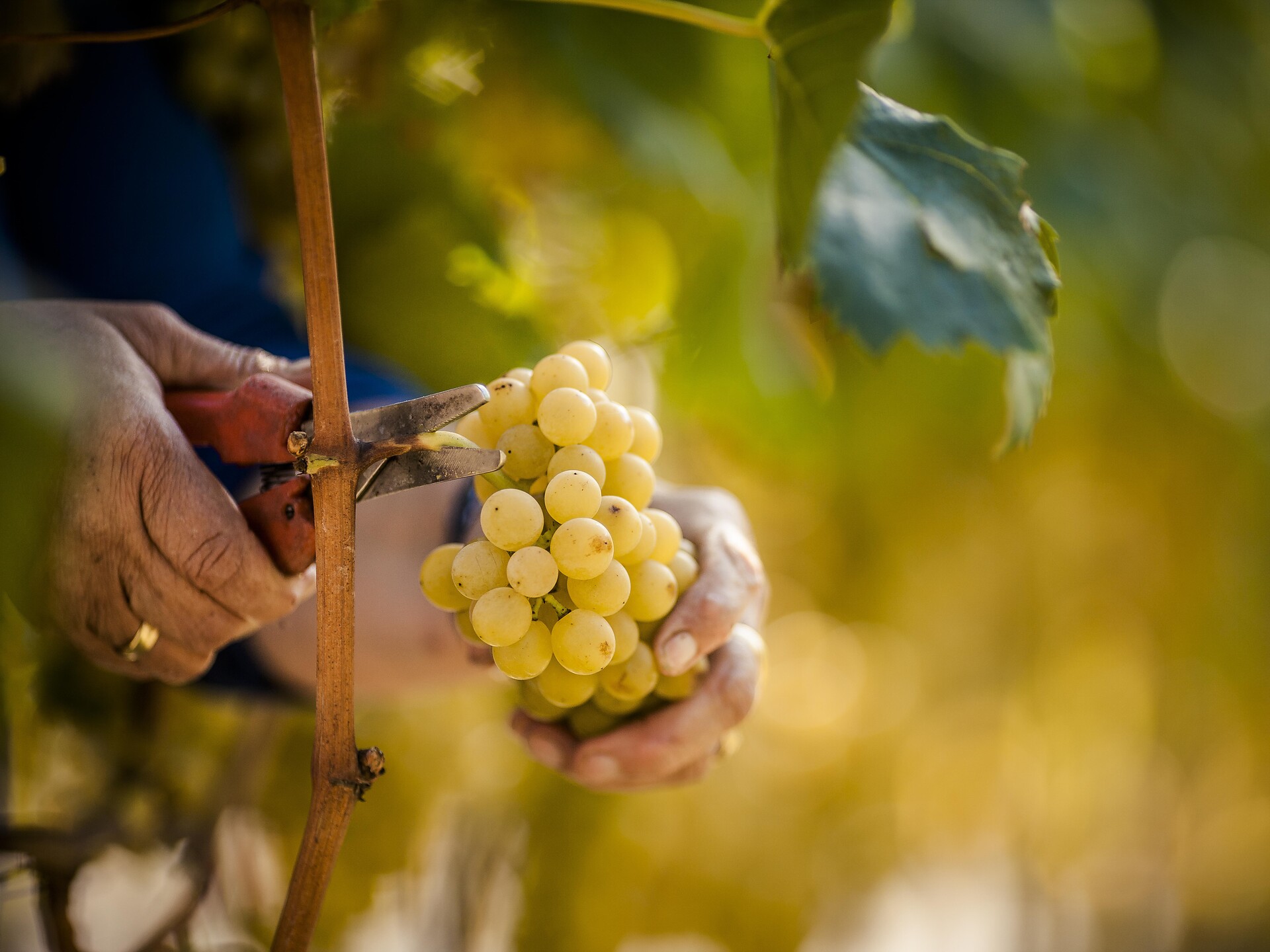 Discover the world of wine (Psairer Herbst) - Meran/Merano and environs - #1 - suedtirol.info