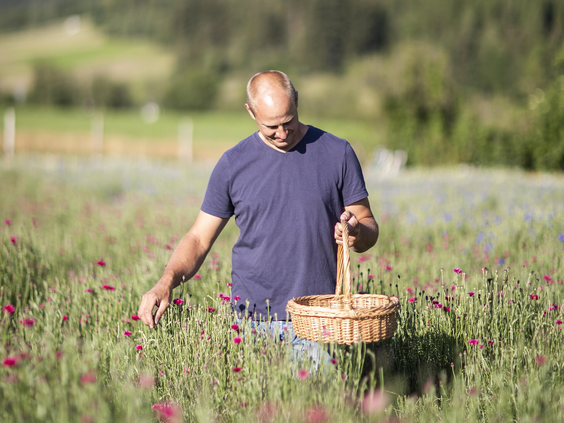 Herbs experience hike Sexten/Sesto 1 suedtirol.info