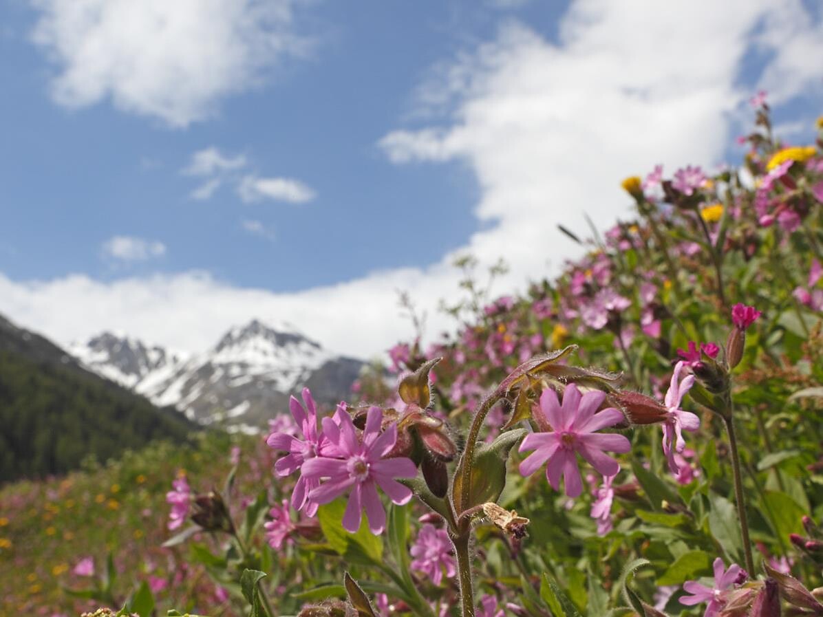 Il fascino delle montagne-Escursione guidata nel ParcoNazionale dello Stelvio - Val Venosta - #2 - suedtirol.info