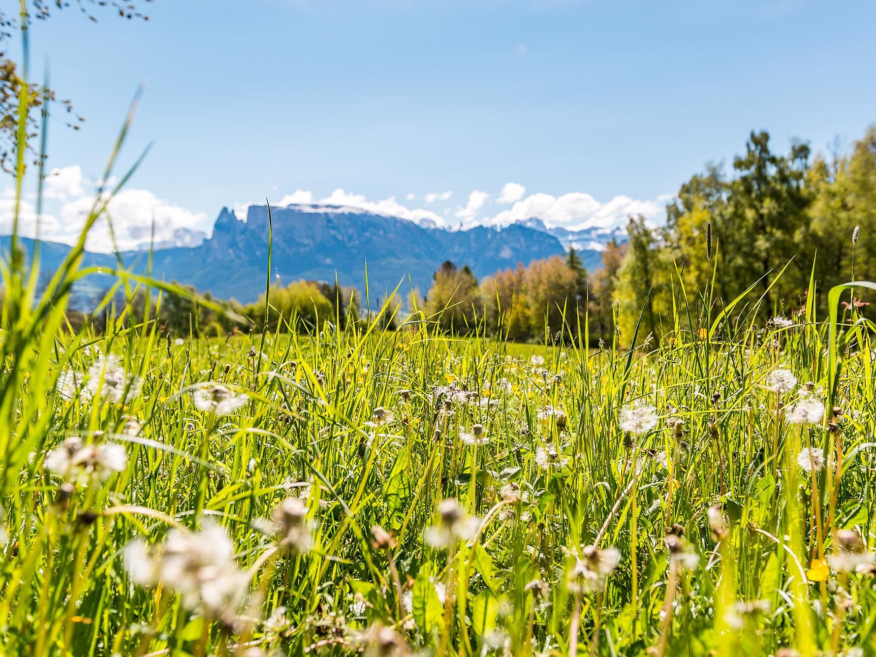 Frühlingswanderung am Ritten mit den Erdpyramiden - Meran und Umgebung - #2 - suedtirol.info