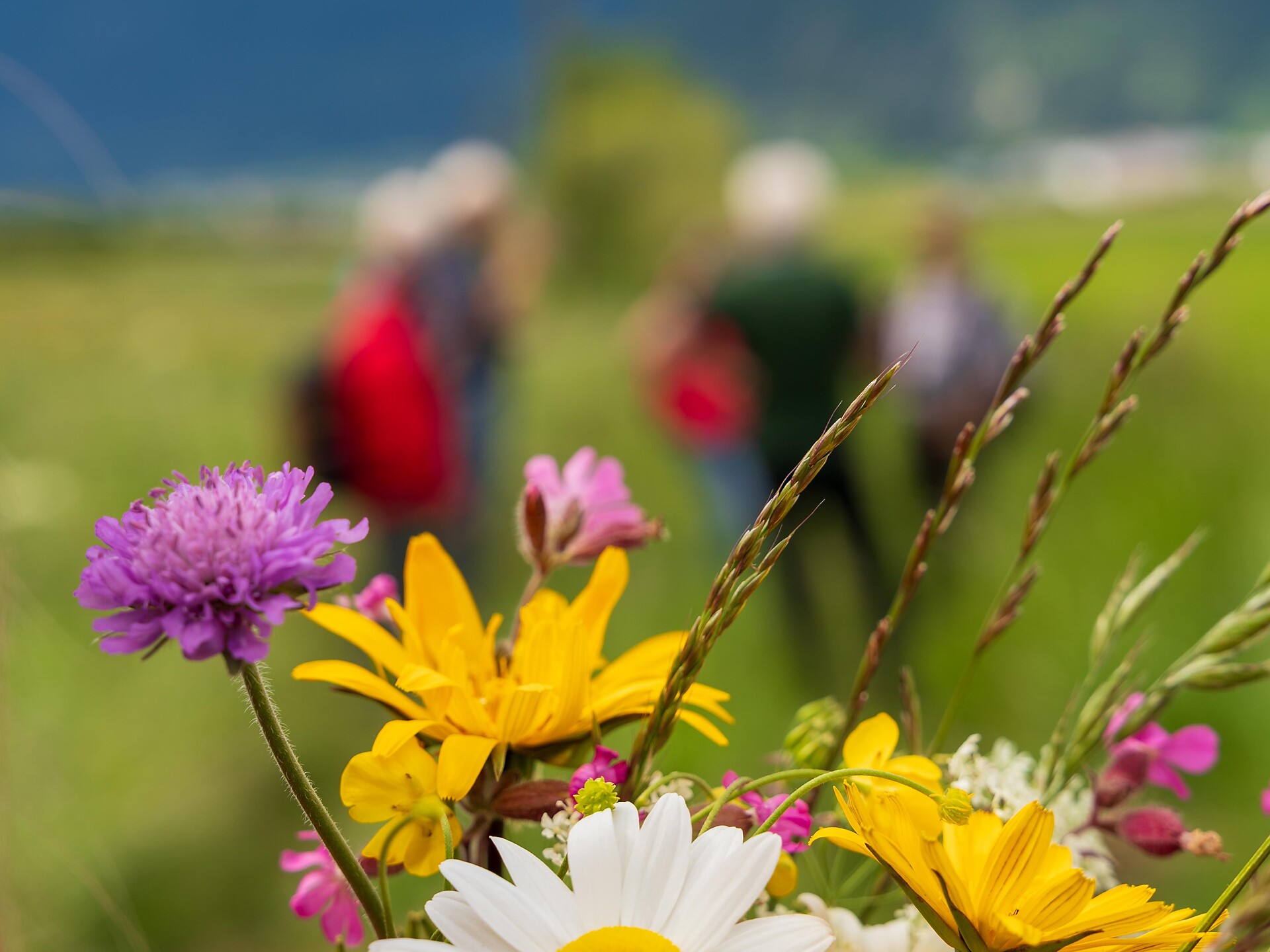 Führung Wiesenwassern und Wiesenvögel auf der Malser Haide - Vinschgau - #3 - suedtirol.info