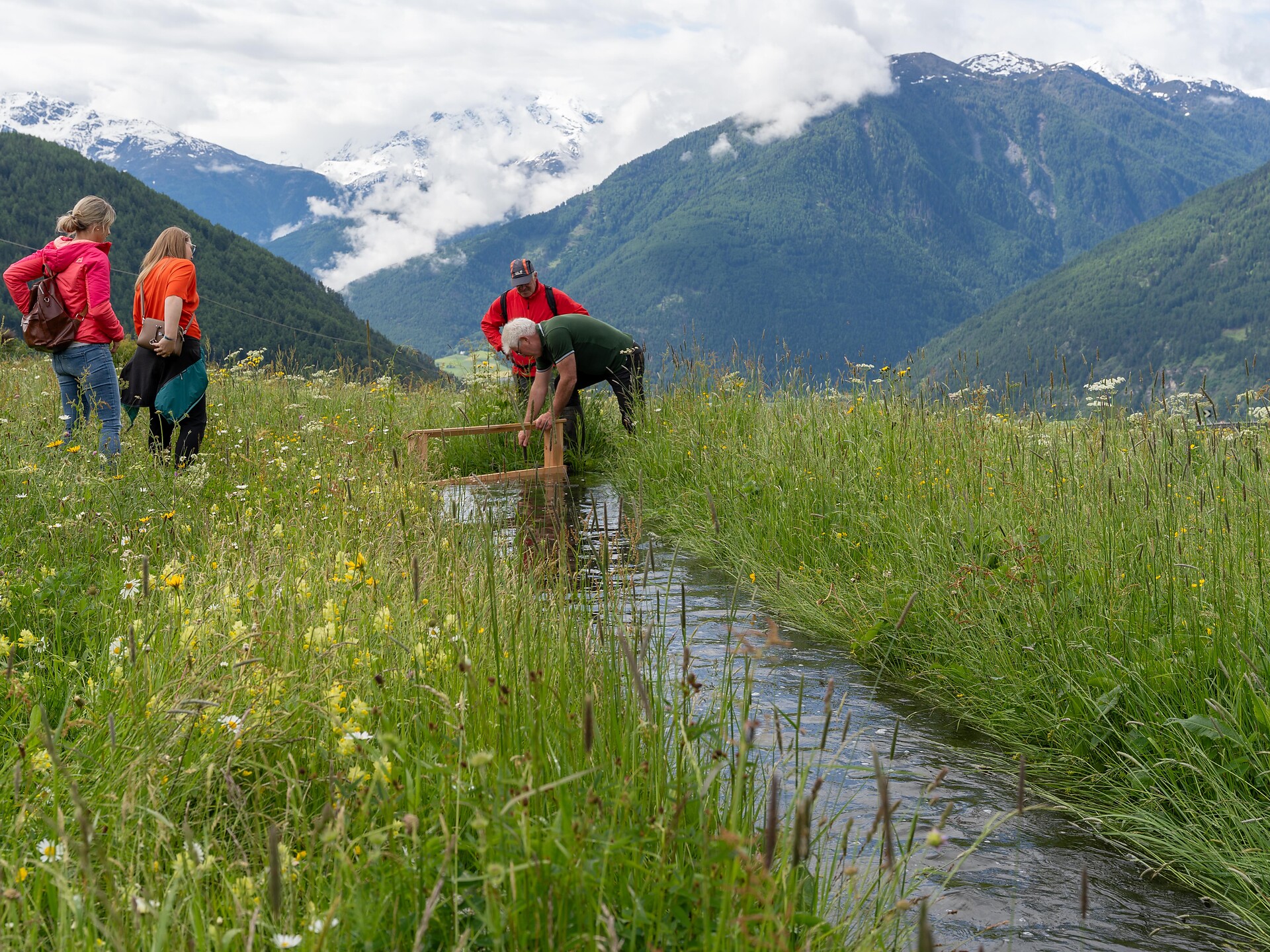 Führung Wiesenwassern und Wiesenvögel auf der Malser Haide - Vinschgau - #1 - suedtirol.info