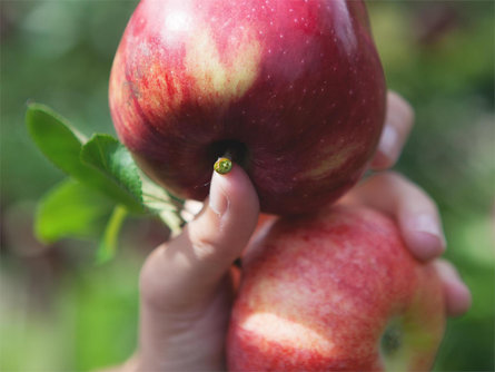Guided tour through the apple plantages Marling/Marlengo 3 suedtirol.info