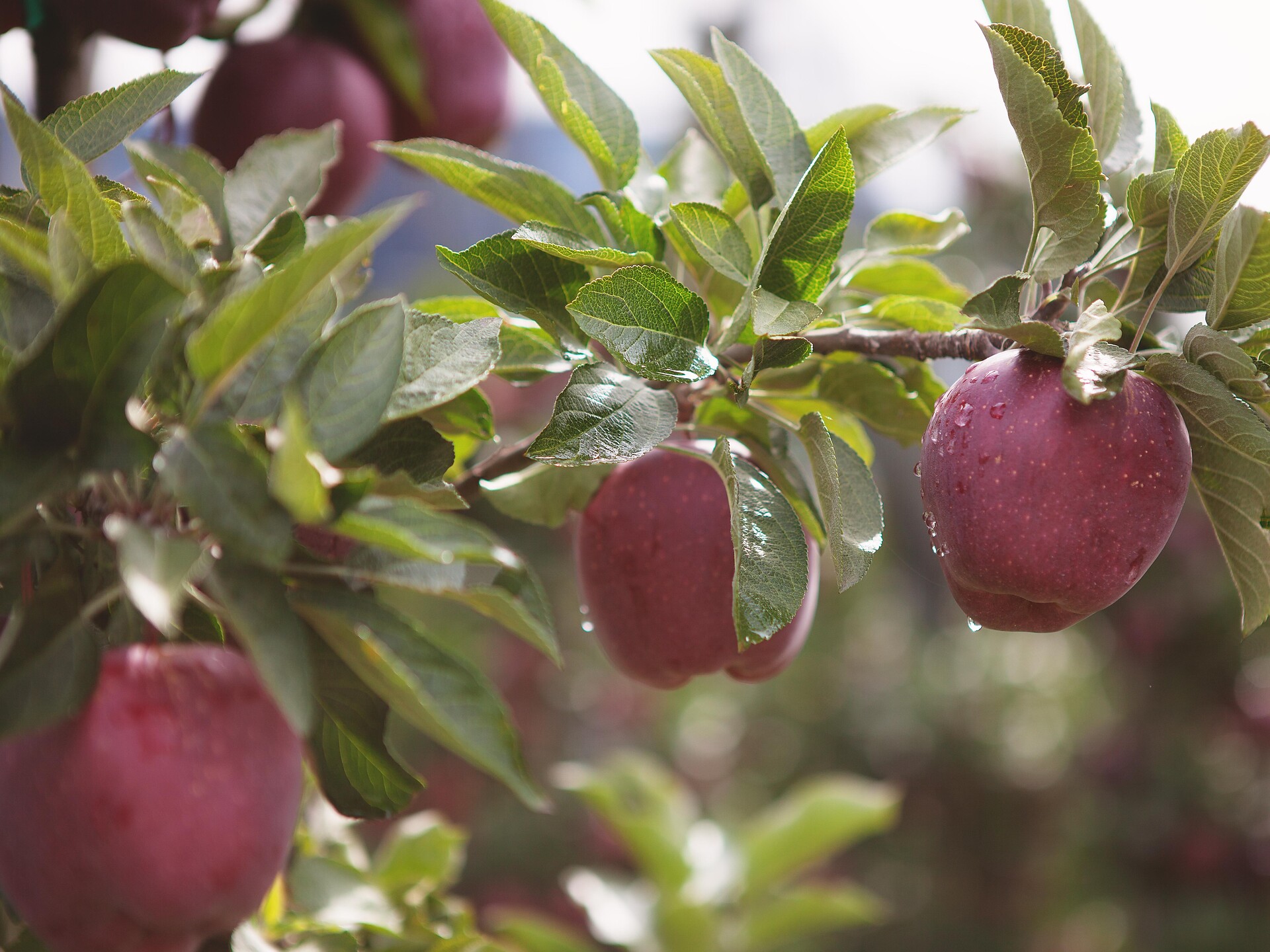 Guided tour through the apple plantages in Marling Marling/Marlengo 1 suedtirol.info