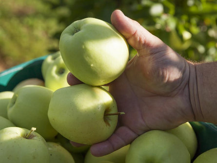 Guided tour through the apple plantages Marling/Marlengo 2 suedtirol.info