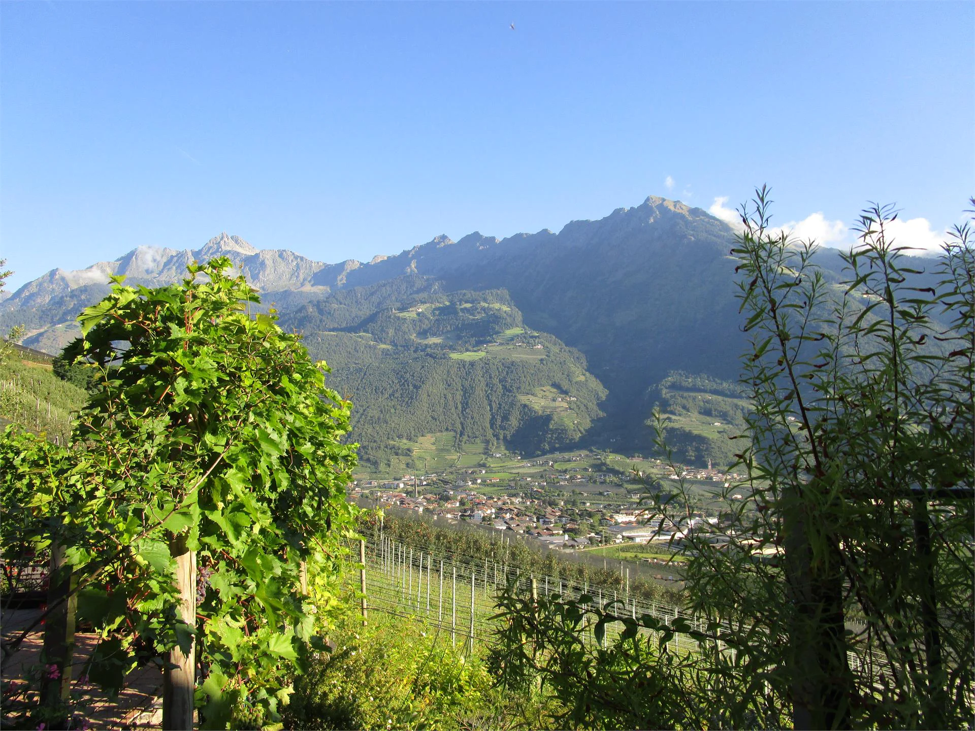 Gain insight into the viticulture Marling/Marlengo 2 suedtirol.info