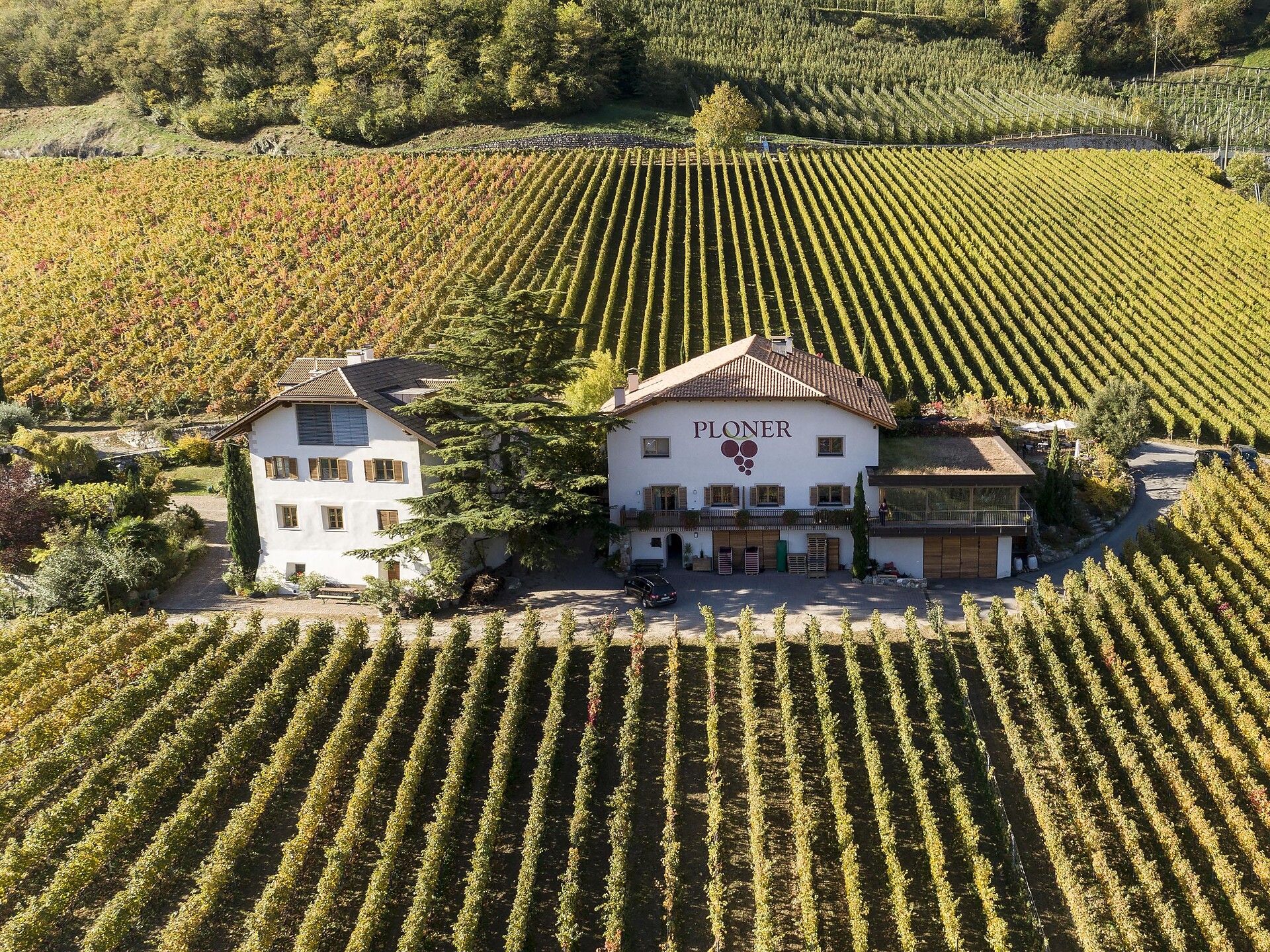 The fascination of wine: wine cellar tour at the Plonerhof winery - Meran/Merano and environs - #1 - suedtirol.info